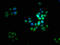 Limb And CNS Expressed 1 antibody, CSB-PA822702LA01HU, Cusabio, Immunofluorescence image 