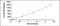 Interferon Gamma antibody, MBS2024136, MyBioSource, Enzyme Linked Immunosorbent Assay image 