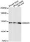 RNA Binding Motif Protein 26 antibody, LS-C748182, Lifespan Biosciences, Western Blot image 