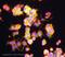 10-formyltetrahydrofolate dehydrogenase antibody, ab87117, Abcam, Immunofluorescence image 