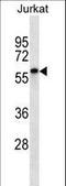 Ecto-NOX disulfide-thiol exchanger 2 antibody, LS-C167764, Lifespan Biosciences, Western Blot image 