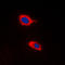 Holocytochrome C Synthase antibody, LS-C352299, Lifespan Biosciences, Immunofluorescence image 