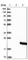 Interleukin 36 Beta antibody, HPA035664, Atlas Antibodies, Western Blot image 