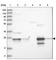 Grancalcin antibody, HPA035034, Atlas Antibodies, Western Blot image 