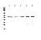 Chaperonin Containing TCP1 Subunit 7 antibody, PA5-78956, Invitrogen Antibodies, Western Blot image 