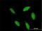 T-Box, Brain 1 antibody, H00010716-M01, Novus Biologicals, Immunofluorescence image 