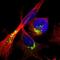 Acyl-CoA Binding Domain Containing 3 antibody, NBP1-83379, Novus Biologicals, Immunocytochemistry image 