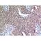 Cyclin Dependent Kinase Inhibitor 1C antibody, LS-C387101, Lifespan Biosciences, Immunohistochemistry paraffin image 