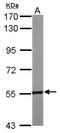 Regulator Of Chromosome Condensation 2 antibody, NBP2-20118, Novus Biologicals, Western Blot image 