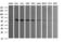 Indoleamine 2,3-Dioxygenase 1 antibody, LS-C174759, Lifespan Biosciences, Western Blot image 