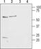 Histamine Receptor H2 antibody, PA5-77464, Invitrogen Antibodies, Western Blot image 