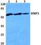 Bone Morphogenetic Protein 3 antibody, A04449, Boster Biological Technology, Western Blot image 