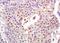Forkhead Box O1 antibody, orb1124, Biorbyt, Immunohistochemistry paraffin image 