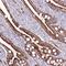 Zinc Finger AN1-Type Containing 4 antibody, PA5-58133, Invitrogen Antibodies, Immunohistochemistry frozen image 