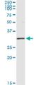 Oligodendrocyte Transcription Factor 1 antibody, H00116448-M08, Novus Biologicals, Immunoprecipitation image 