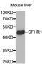 Complement Factor H Related 1 antibody, A2743, ABclonal Technology, Western Blot image 