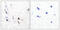 Potassium Voltage-Gated Channel Subfamily C Member 2 antibody, GTX87037, GeneTex, Immunohistochemistry paraffin image 