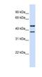 Transmembrane Protein 135 antibody, NBP1-59377, Novus Biologicals, Western Blot image 