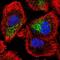 Zinc Finger Protein 615 antibody, PA5-62605, Invitrogen Antibodies, Immunofluorescence image 