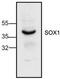 SRY-Box 1 antibody, TA318969, Origene, Western Blot image 