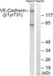 Cadherin 5 antibody, abx012655, Abbexa, Western Blot image 