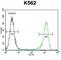 MutL Homolog 1 antibody, abx026385, Abbexa, Western Blot image 