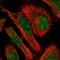 Interleukin 32 antibody, NBP1-82560, Novus Biologicals, Immunofluorescence image 