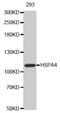 Heat Shock Protein Family A (Hsp70) Member 4 antibody, MBS125480, MyBioSource, Western Blot image 
