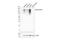 Synaptosome Associated Protein 91 antibody, 93400S, Cell Signaling Technology, Western Blot image 