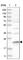 Mitochondrial Ribosomal Protein S23 antibody, HPA023453, Atlas Antibodies, Western Blot image 