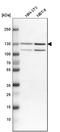Importin 7 antibody, HPA019002, Atlas Antibodies, Western Blot image 