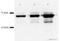 GST antibody, ab19256, Abcam, Western Blot image 