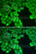 FAS-associated death domain protein interleukin-1B-converting enzyme 2 antibody, A0216, ABclonal Technology, Immunofluorescence image 