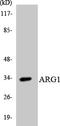 Arginase 1 antibody, LS-C200141, Lifespan Biosciences, Western Blot image 
