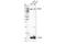 Neuronal Cell Adhesion Molecule antibody, 44786S, Cell Signaling Technology, Western Blot image 