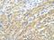 Muscleblind Like Splicing Regulator 1 antibody, NBP1-80488, Novus Biologicals, Immunohistochemistry frozen image 
