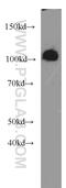 Opioid Growth Factor Receptor antibody, 11177-1-AP, Proteintech Group, Western Blot image 