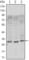 CD69 Molecule antibody, abx015802, Abbexa, Western Blot image 