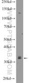 IQ Motif Containing K antibody, 25740-1-AP, Proteintech Group, Western Blot image 