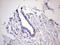 Kynureninase antibody, LS-C790132, Lifespan Biosciences, Immunohistochemistry paraffin image 