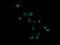 Granzyme B antibody, NBP2-45732, Novus Biologicals, Immunofluorescence image 