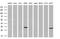 Pyridoxamine 5'-Phosphate Oxidase antibody, MA5-25659, Invitrogen Antibodies, Western Blot image 