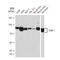 Cullin 1 antibody, GTX02833, GeneTex, Western Blot image 