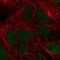 TIMELESS-interacting protein antibody, NBP2-38860, Novus Biologicals, Immunocytochemistry image 