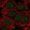 Ribosomal Protein S6 Kinase Like 1 antibody, NBP1-81226, Novus Biologicals, Immunofluorescence image 