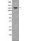 c-met antibody, abx216807, Abbexa, Western Blot image 