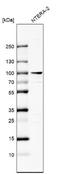Zinc Finger Protein 263 antibody, NBP1-81868, Novus Biologicals, Western Blot image 