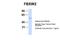 F-Box And WD Repeat Domain Containing 2 antibody, NBP1-55043, Novus Biologicals, Western Blot image 