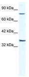 Zinc Finger Protein 337 antibody, TA331941, Origene, Western Blot image 