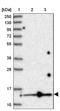 Splicing Factor 3b Subunit 6 antibody, NBP1-87430, Novus Biologicals, Western Blot image 